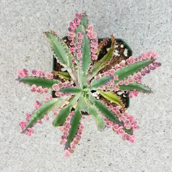 Kalanchoe Daigremontiana Hybrid in a 2.5-inch pot, featuring thick green leaves with pink and white variegation and numerous baby plantlets along the edges. The plant has an upright growth habit, with the baby plantlets creating a distinctive and textured appearance, typical of this hybrid variety.