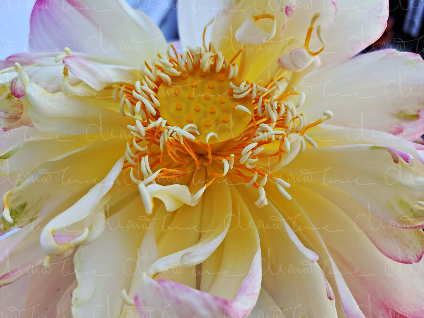 Close-up of peony stamens with delicate pink petals and fine, intricate details.