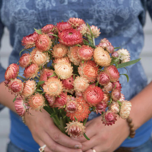 Strawflower (Xerochrysum Bracteatum)