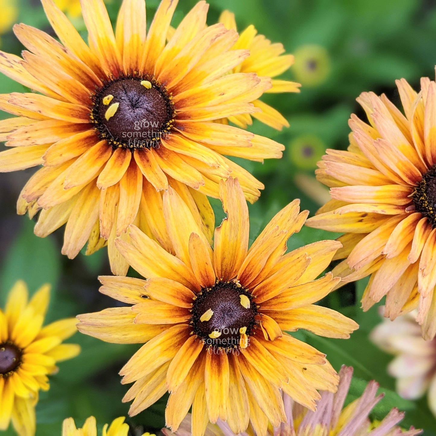 Rudbeckia Sahara