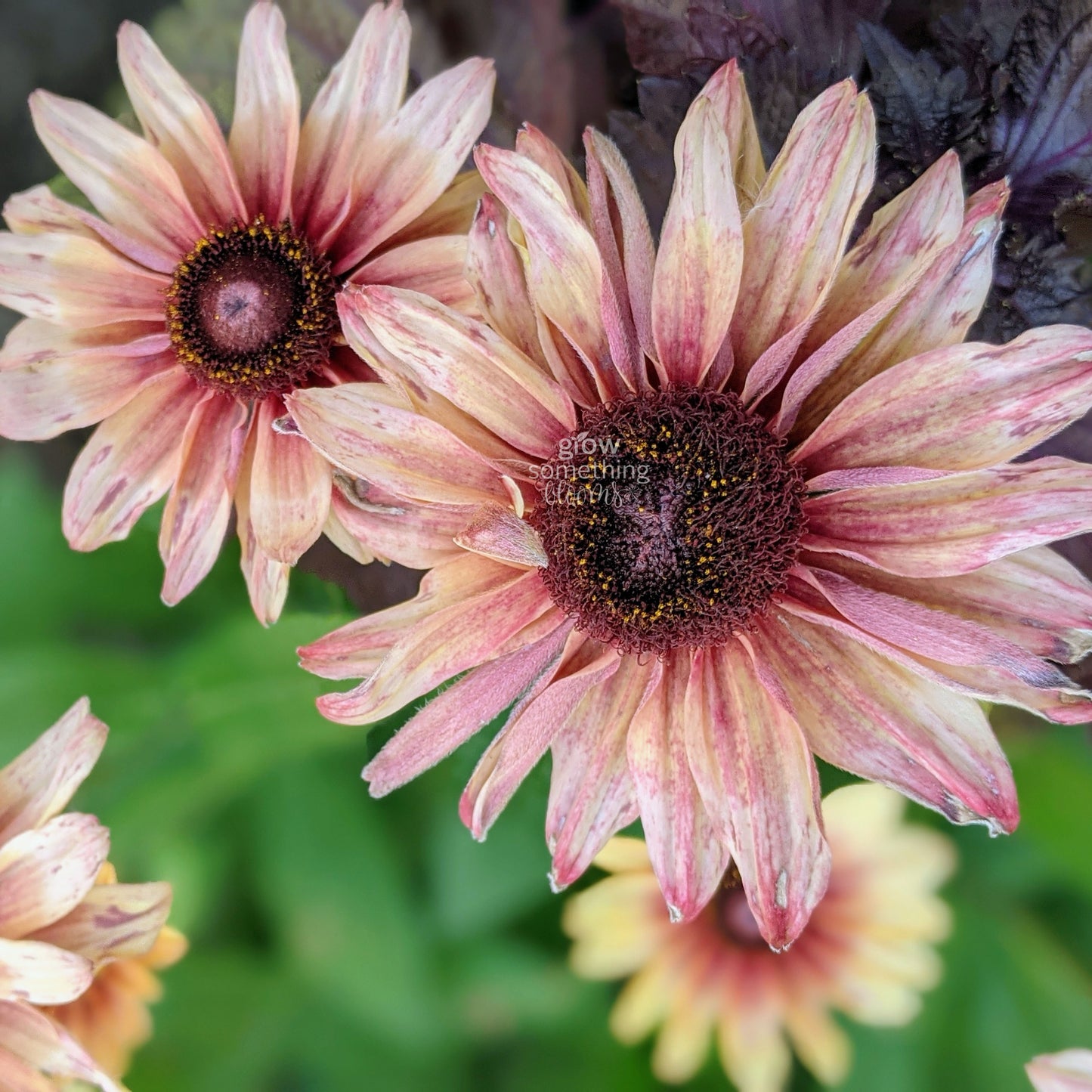 Rudbeckia Sahara