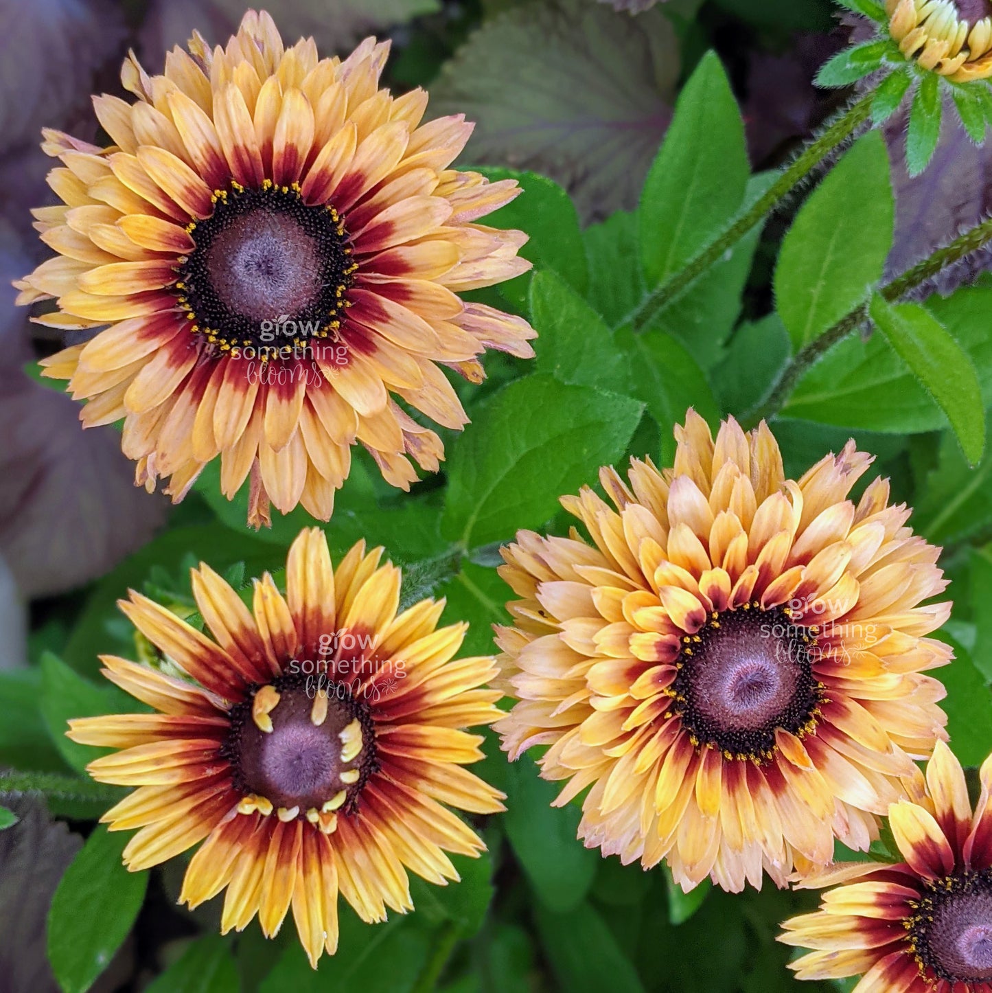Rudbeckia Sahara