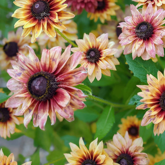 Rudbeckia Sahara