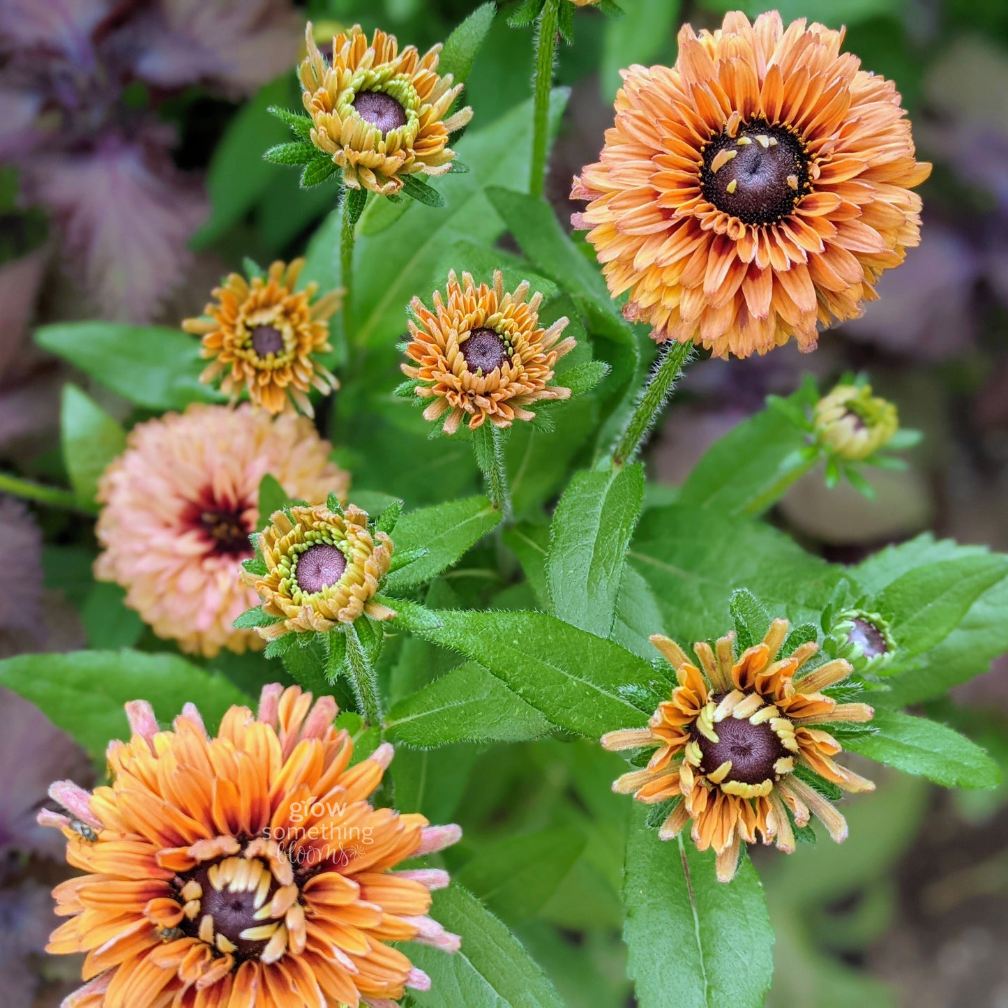 Rudbeckia Sahara