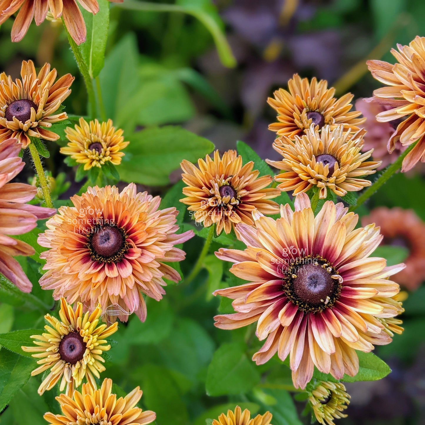 Rudbeckia Sahara