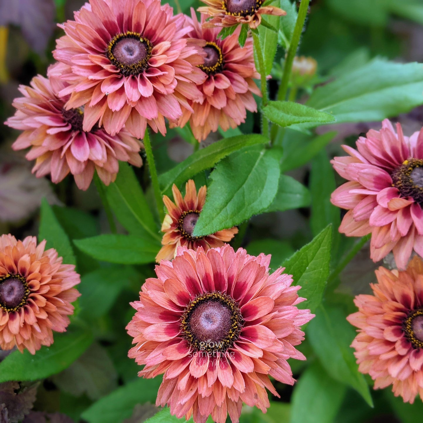 Rudbeckia Sahara