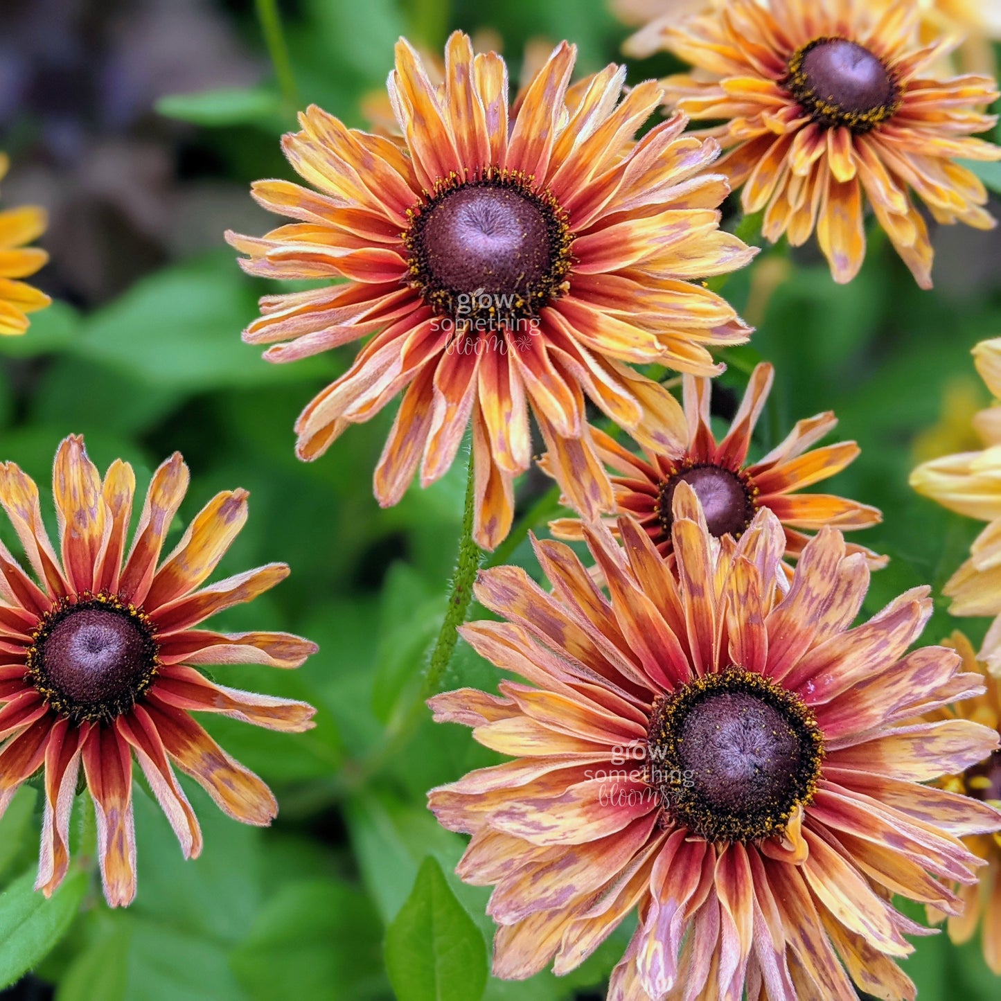 Rudbeckia Sahara