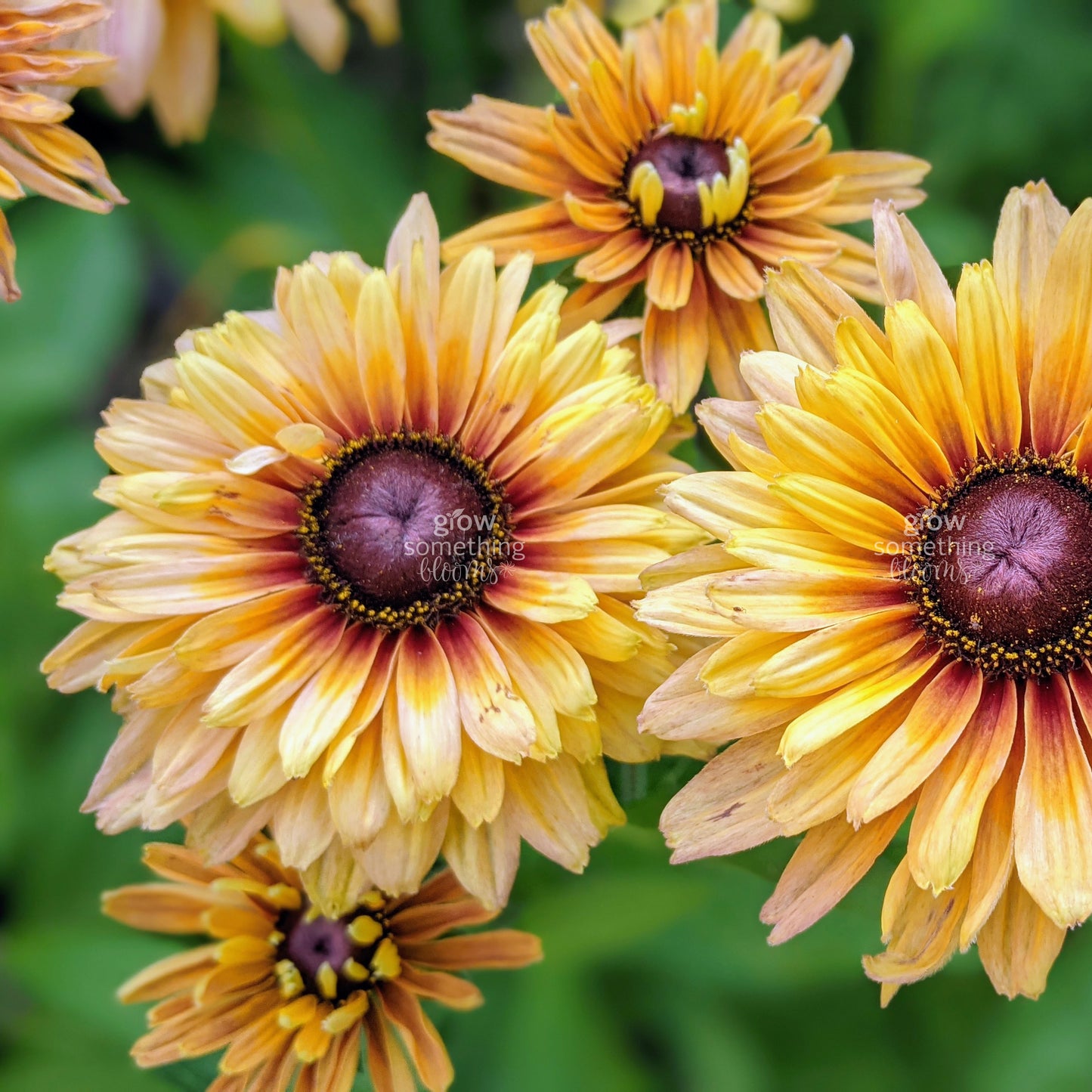 Rudbeckia Sahara