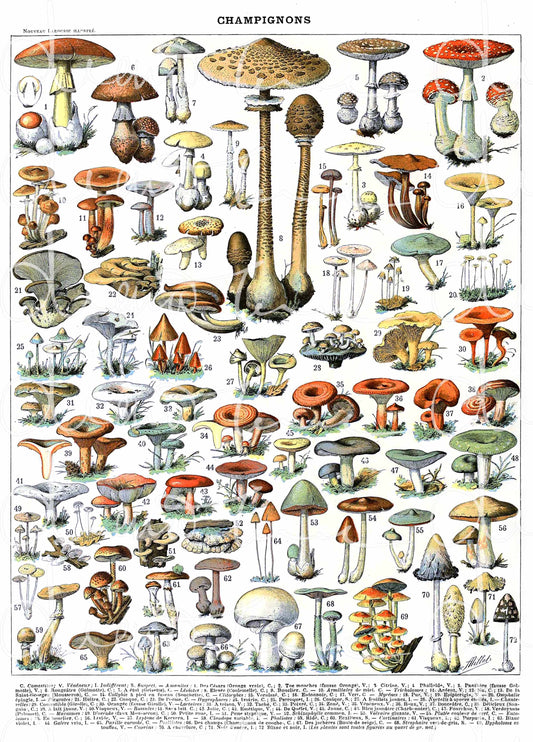 A restored vintage mushroom educational poster featuring various illustrated fungi species in vibrant, enhanced colours. Ideal as digital wall art for kitchen decor or a biology classroom setting.