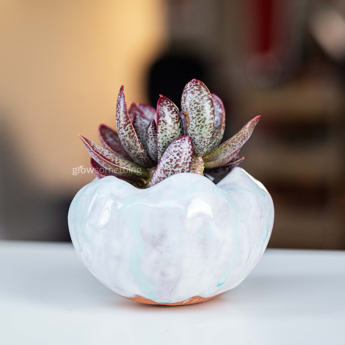 Adromischus Trigynus succulent in a stubby round handmade ceramic pot with white and light bluish glaze, displayed as a small decorative arrangement