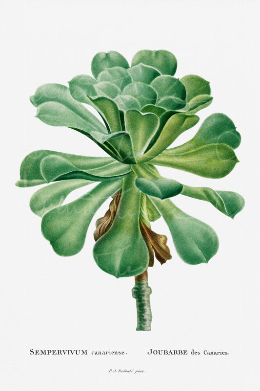 Restored vintage illustration of Aeonium Arboreum (Tree Houseleeks) with vibrant colours, showcasing its unique rosette form, perfect for home or office decor.