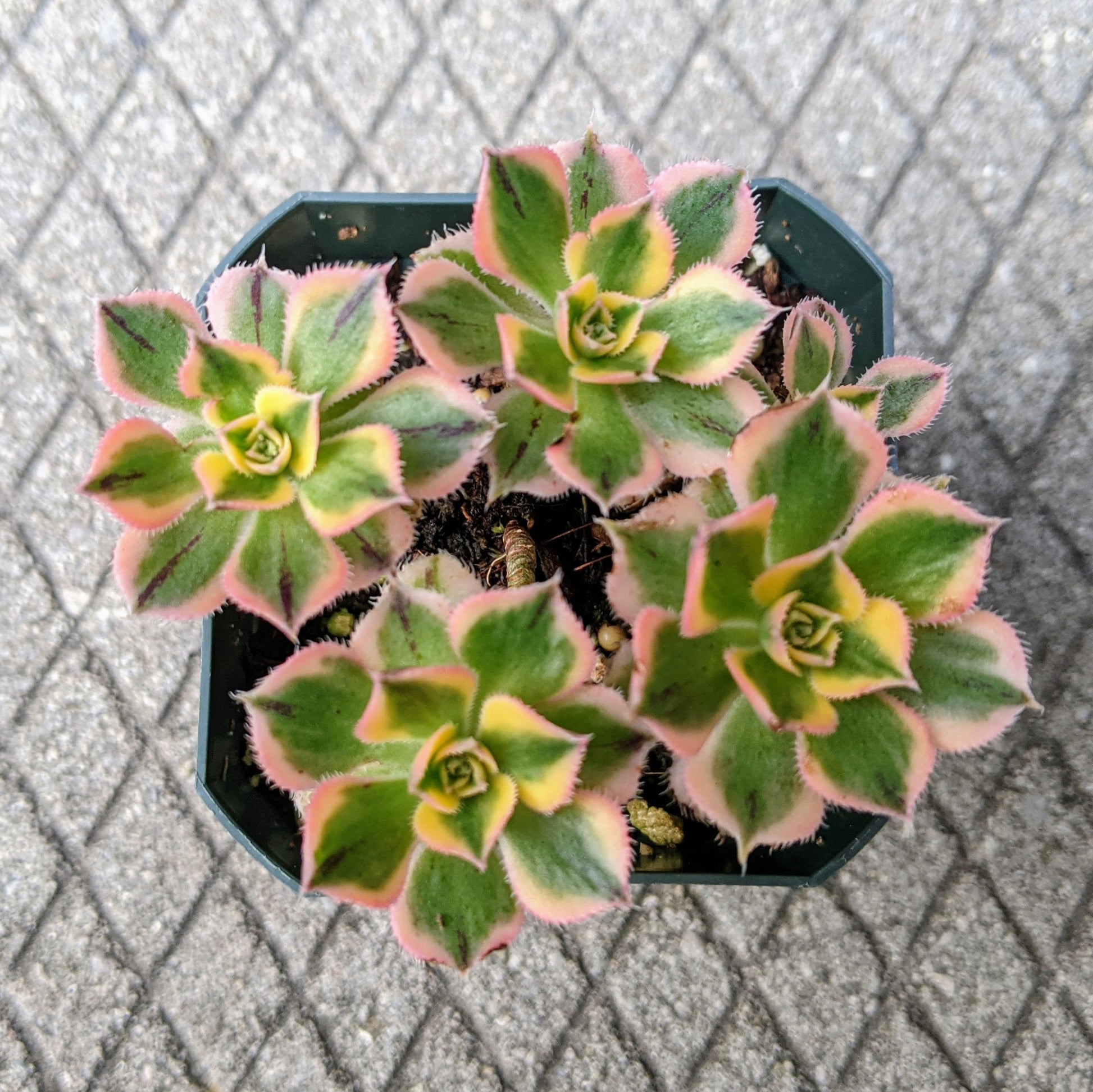 Close-up of multiple Aeonium Sunburst succulent rosettes, showcasing their vibrant green and yellow variegated leaves with pink edges, emphasizing their unique patterns and texture.