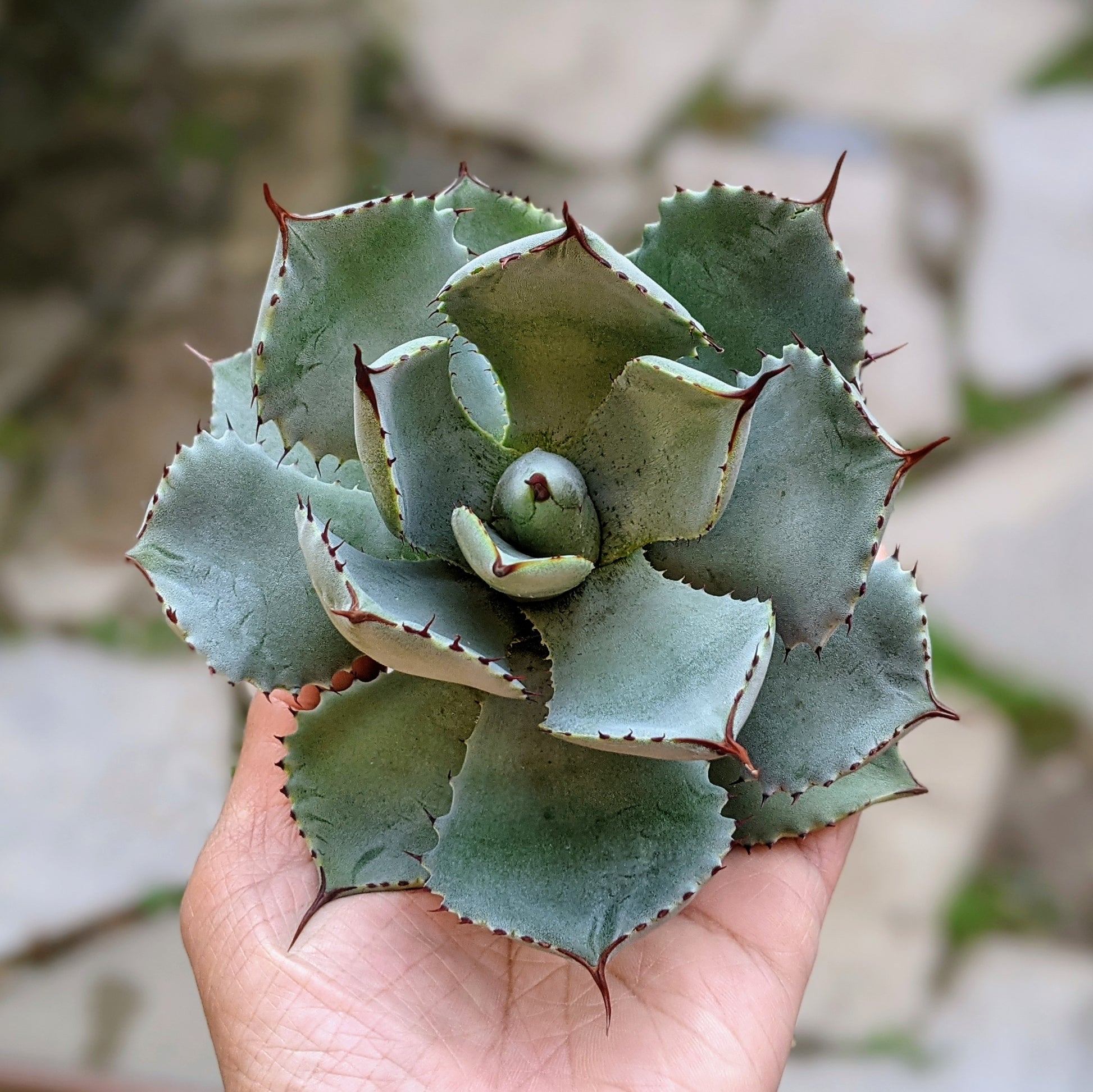 Close-up of a 6" Agave Potatorum cutting, showcasing its pale blue-green leaves with reddish-brown edges and small spines along the margins, ready for planting.