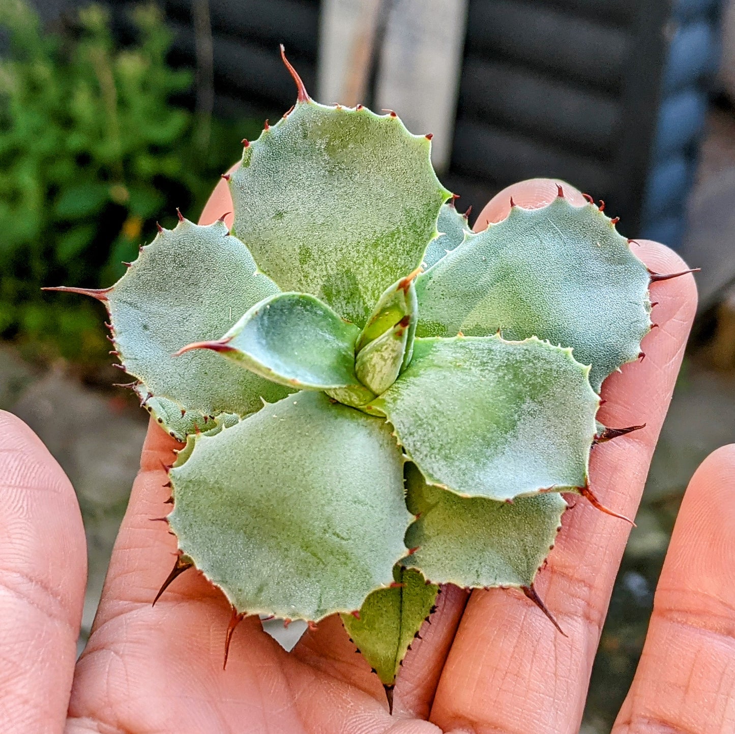 Close-up of a 2.5" Agave Potatorum cutting, showcasing its pale blue-green leaves with reddish-brown edges and small spines along the margins, ready for planting.