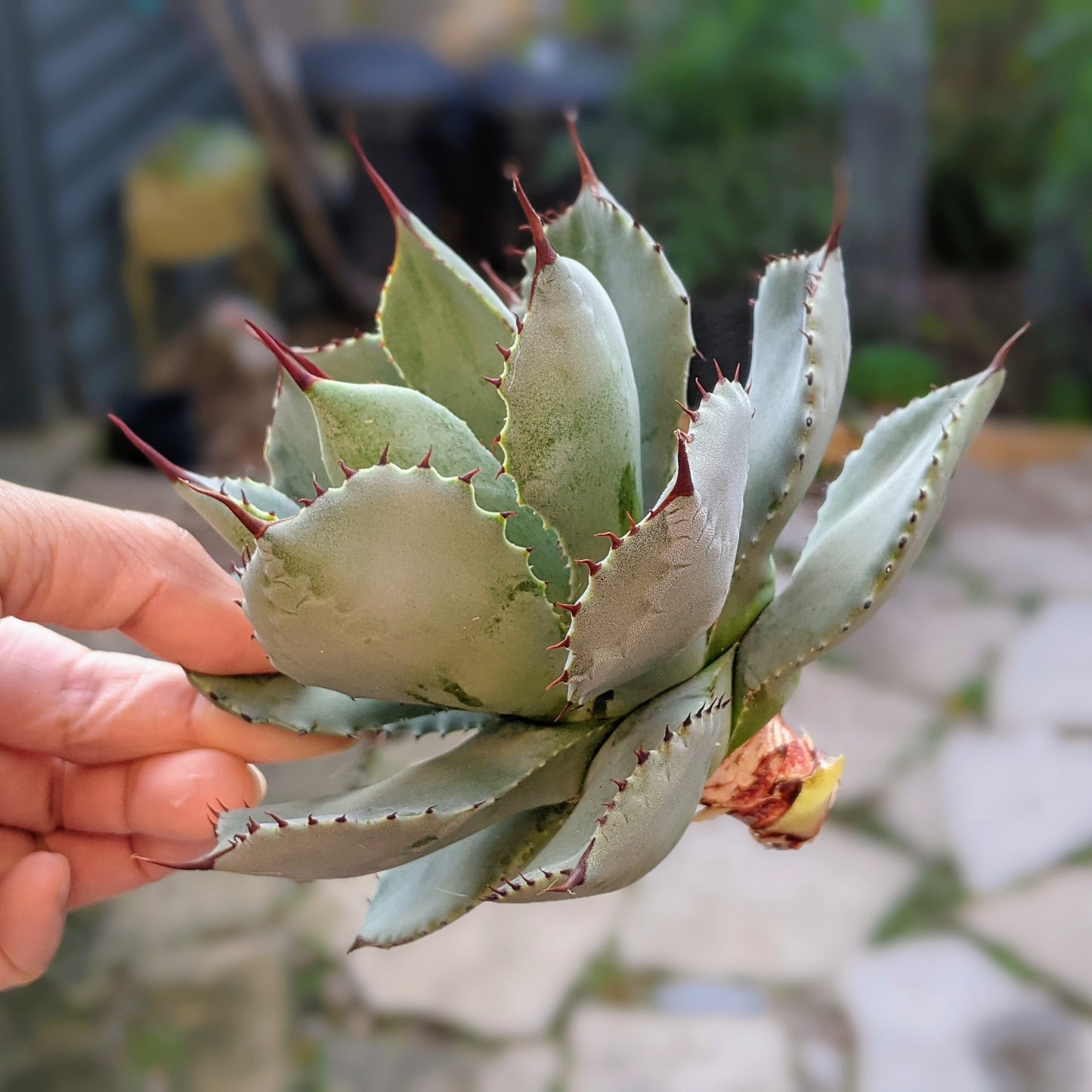 Close-up profile of a 6" Agave Potatorum cutting, showcasing its pale blue-green leaves with reddish-brown edges and small spines along the margins, ready for planting.