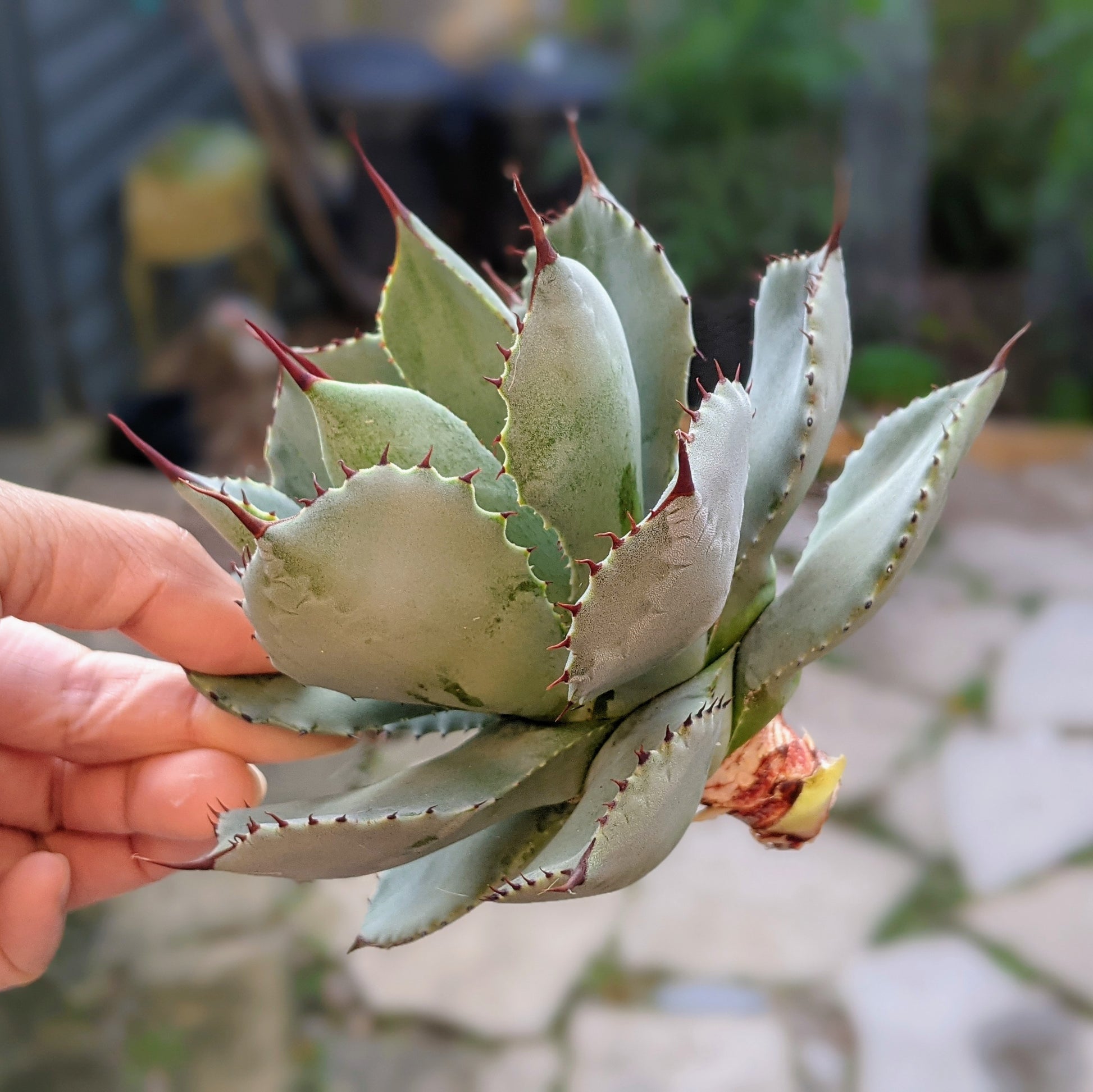 Close-up profile of a 6" Agave Potatorum cutting, showcasing its pale blue-green leaves with reddish-brown edges and small spines along the margins, ready for planting.