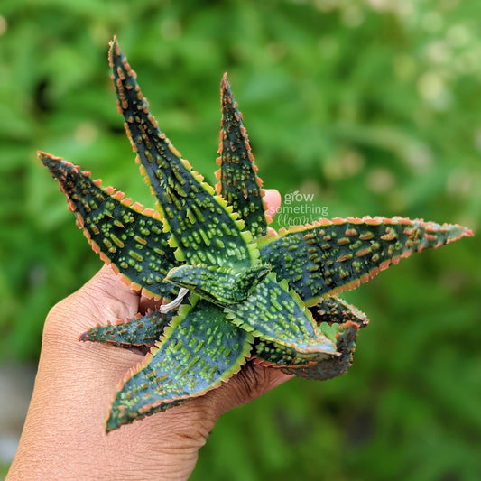 A hand holding a Aloe DZ plant with green and yellow mottled leaves and orange-tipped edges, set against a blurred green outdoor background.