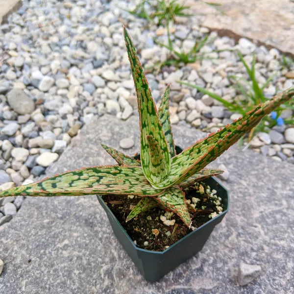 Aloe 'Goby'