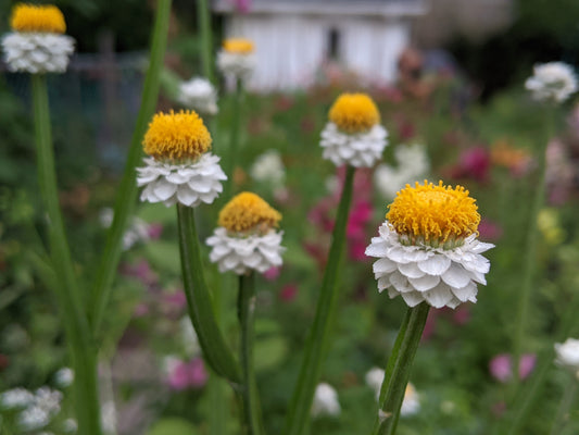 Close-up of Ammobium Winged Everlasting plant with white papery blooms and yellow centres.