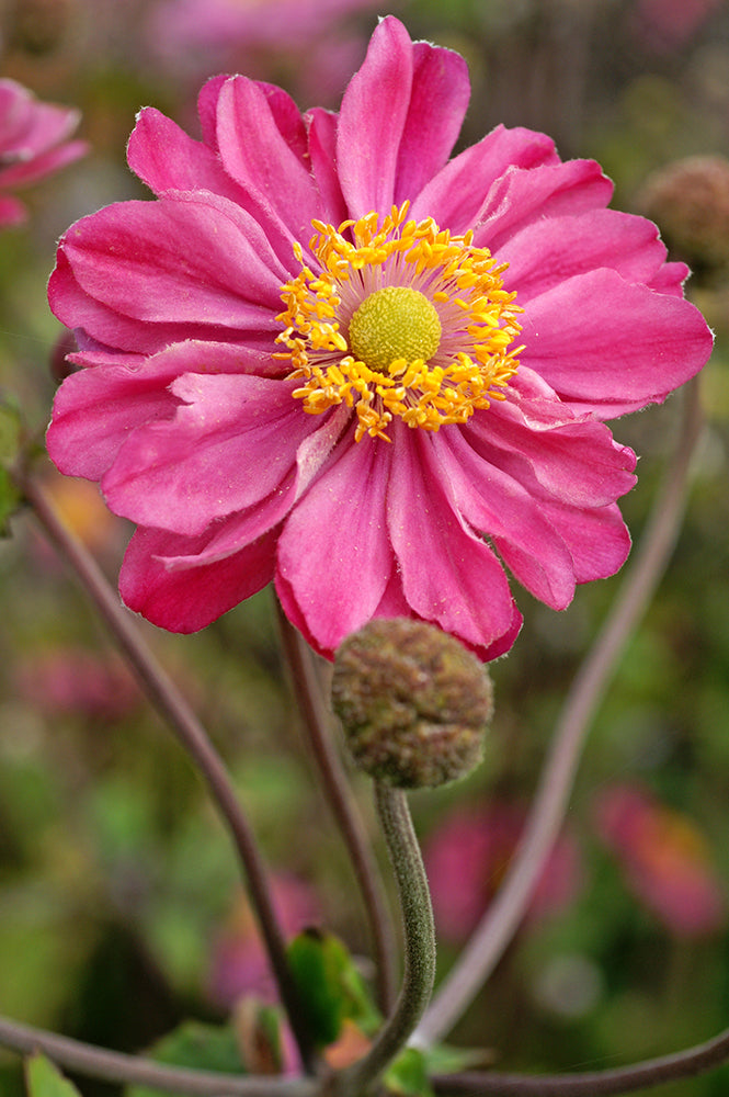 Anemone Hybrida ‘Pamina’