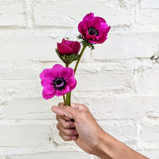 Close-up of Anemone ‘Sylphide’ cut flowers showing vibrant pink petals and dark centres, styled in a loose floral bunch.