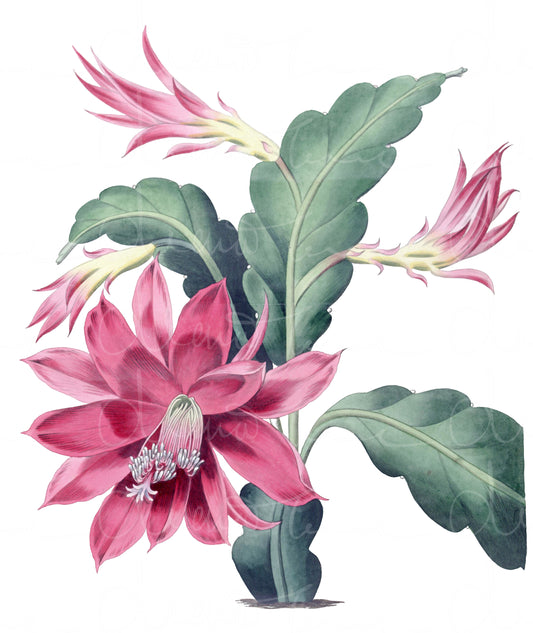 Restored vintage illustration of Cactus Epiphyllum Ackermanni, showcasing detailed botanical features, ideal for framing and display in home or office decor.