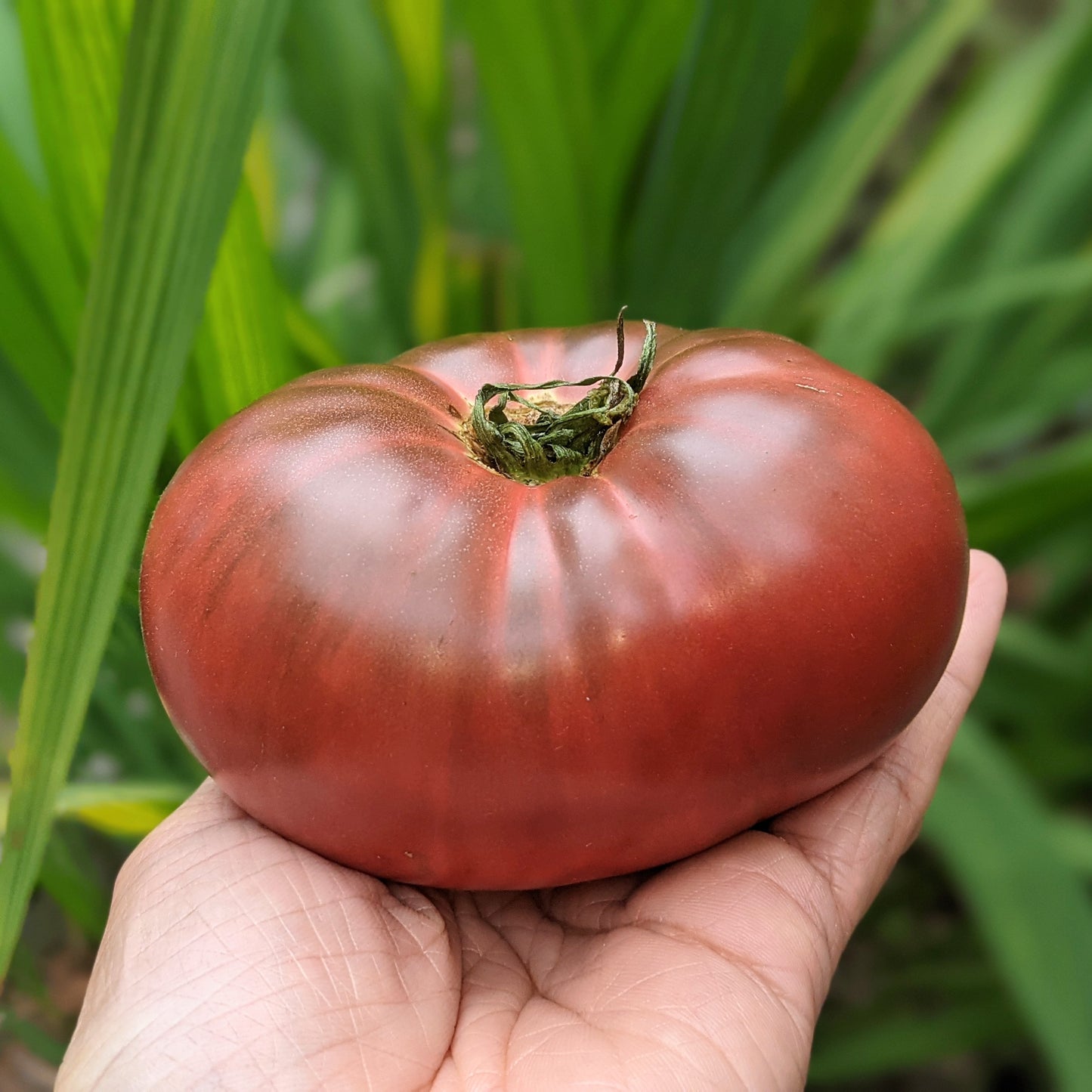 Close-up of a ripe Cherokee Tomato, showcasing its rich reddish-purple colour and smooth, firm texture.