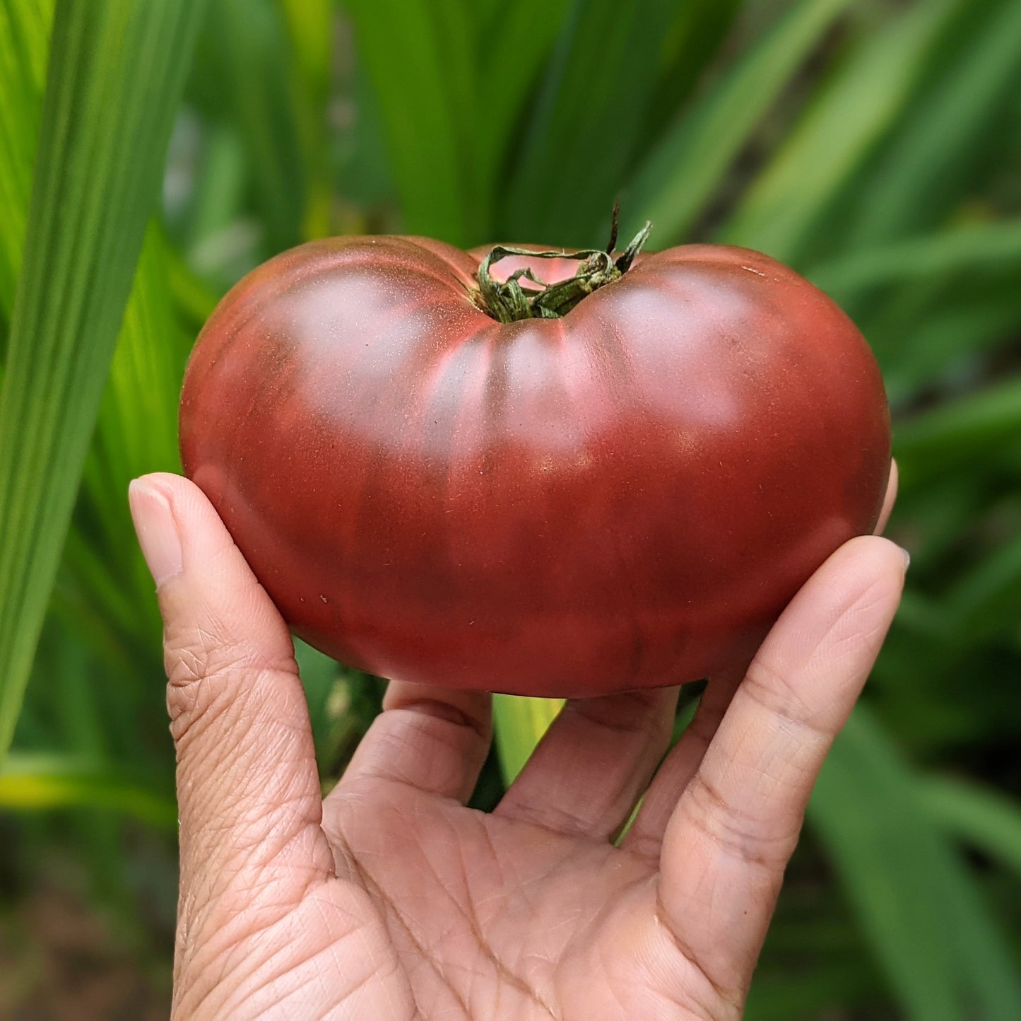 Close-up of a ripe Cherokee Tomato, showcasing its rich reddish-purple colour and smooth, firm texture.