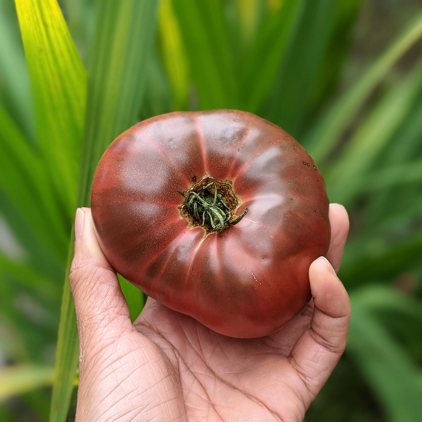 Close-up of a ripe Cherokee Tomato, showcasing its rich reddish-purple colour and smooth, firm texture.