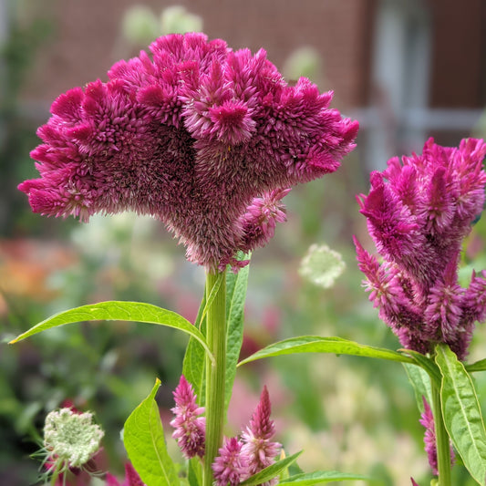 Close-up of pink Celosia cristata cockscomb flower with velvety crested bloom.