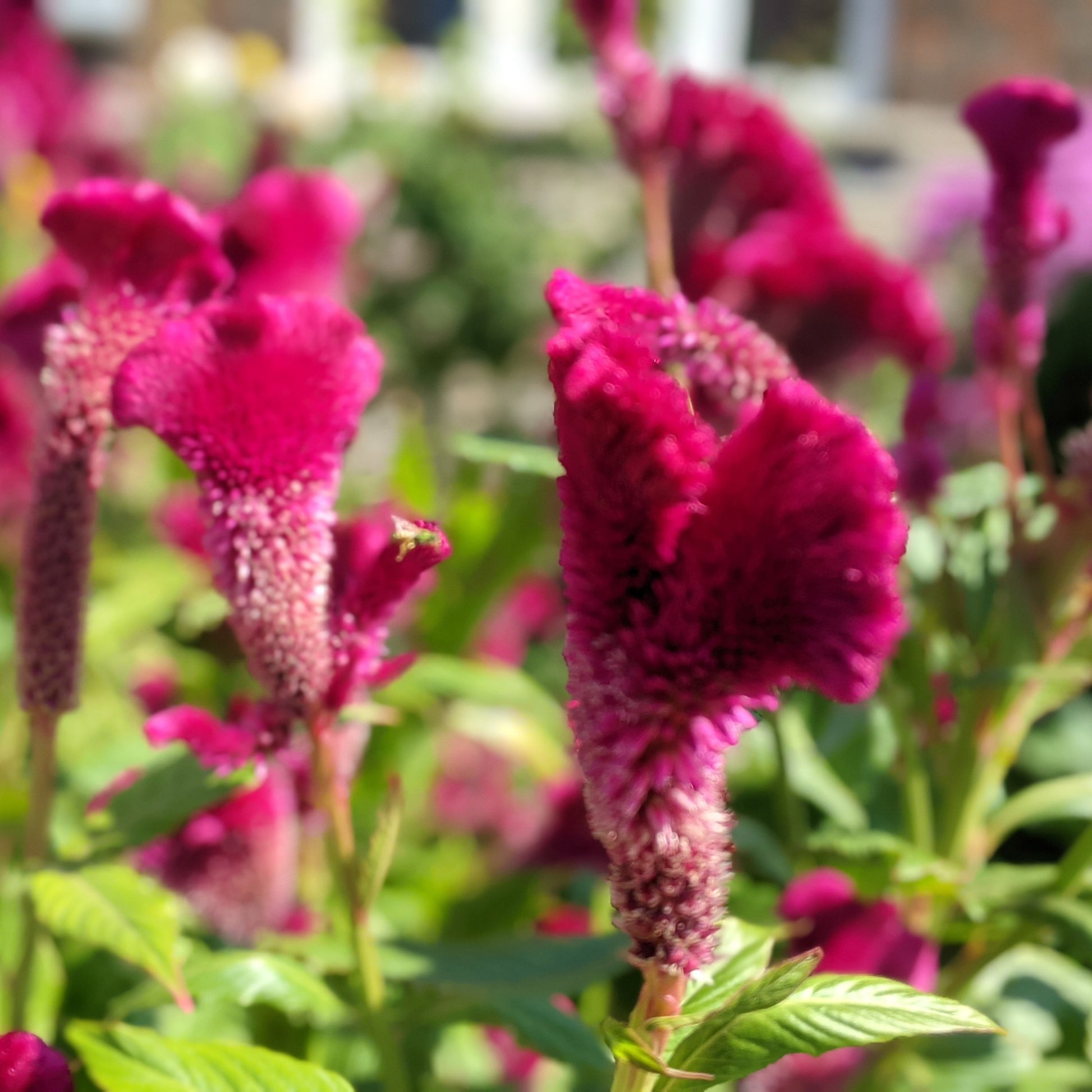 Close-up of pink Celosia cristata cockscomb flower with velvety crested bloom.