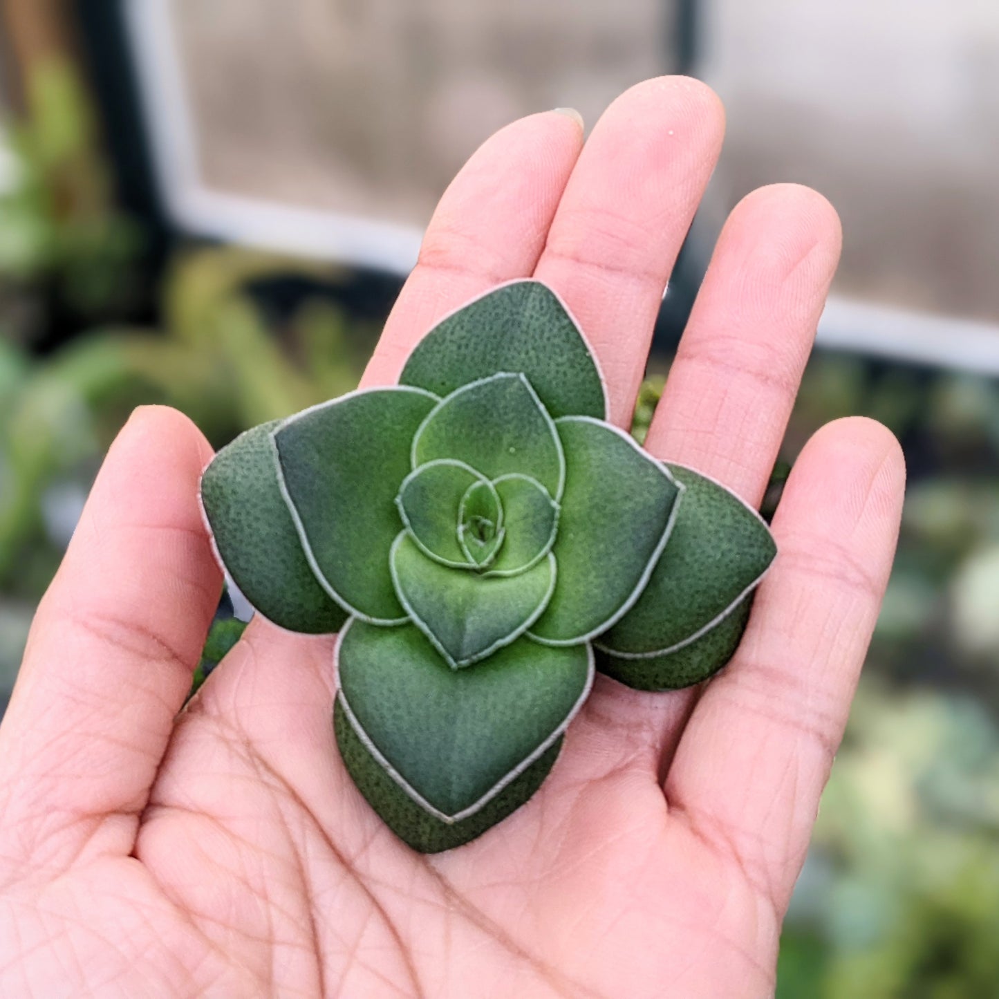 Close-up of Crassula Hemisphaerica cutting showcasing its compact rosettes with sessile leaves.