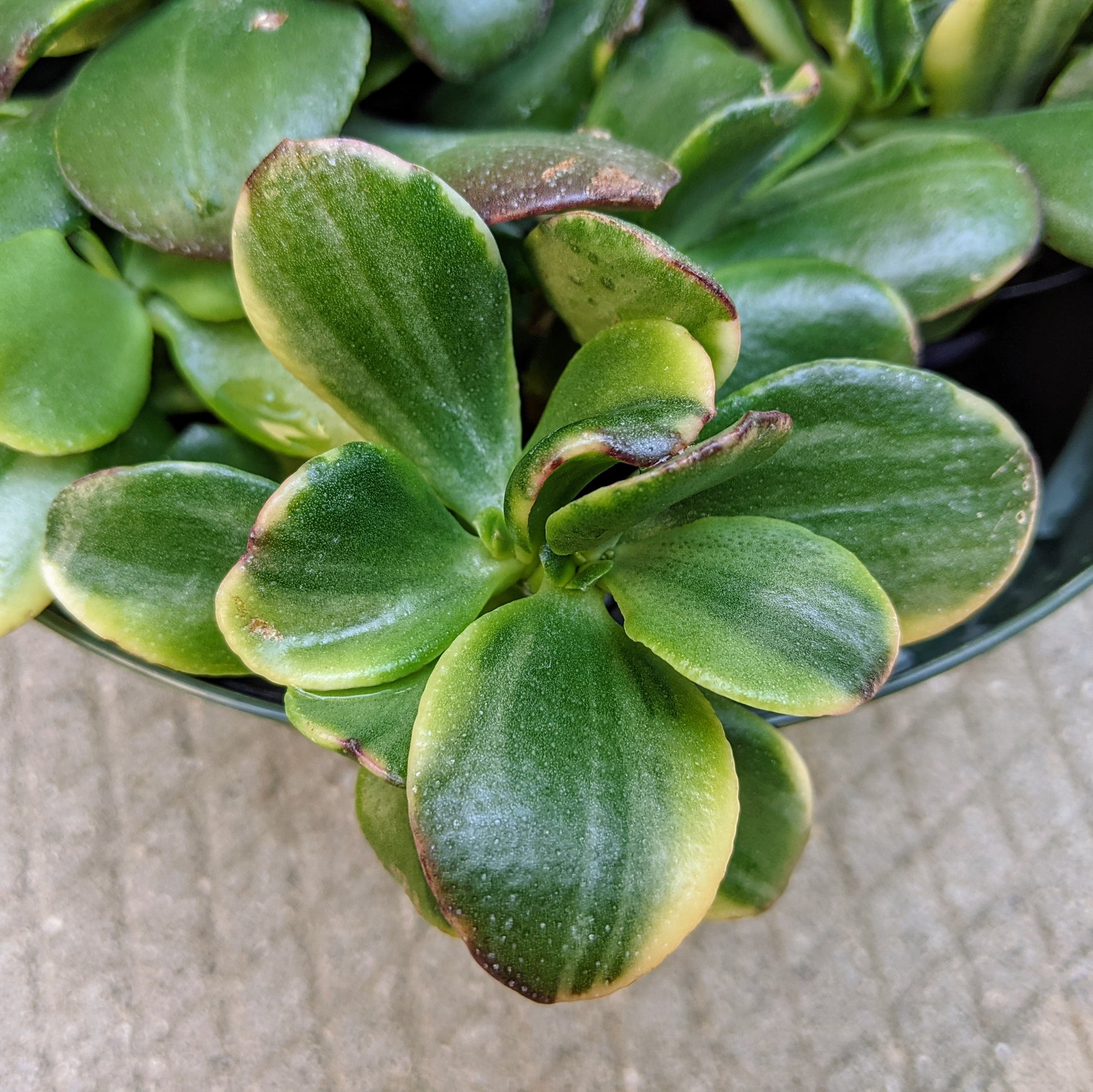 A close-up of Crassula Obliqua 'Lemon 'n Lime', highlighting its variegated leaves with vibrant yellow hues blending into light and dark green tones.