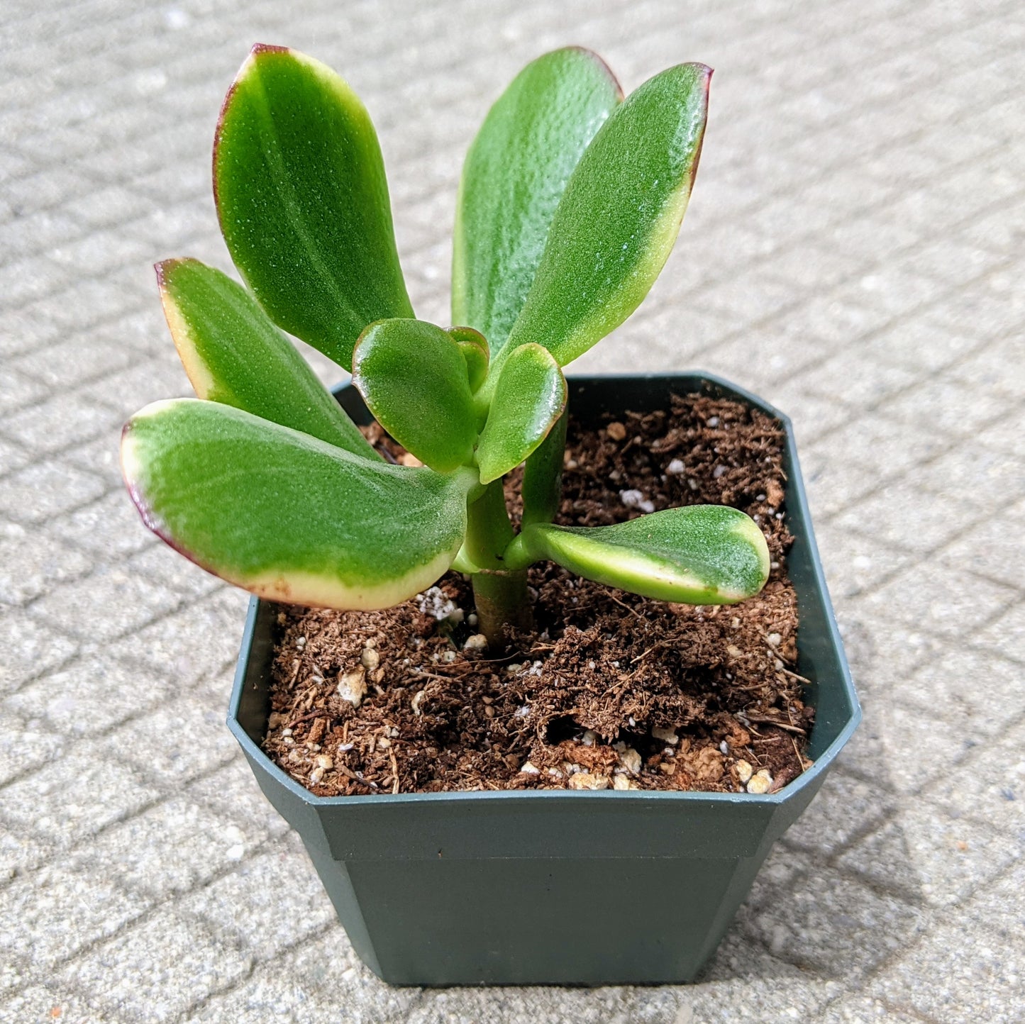 A close-up of Crassula Obliqua 'Lemon 'n Lime', highlighting its variegated leaves with vibrant yellow hues blending into light and dark green tones.