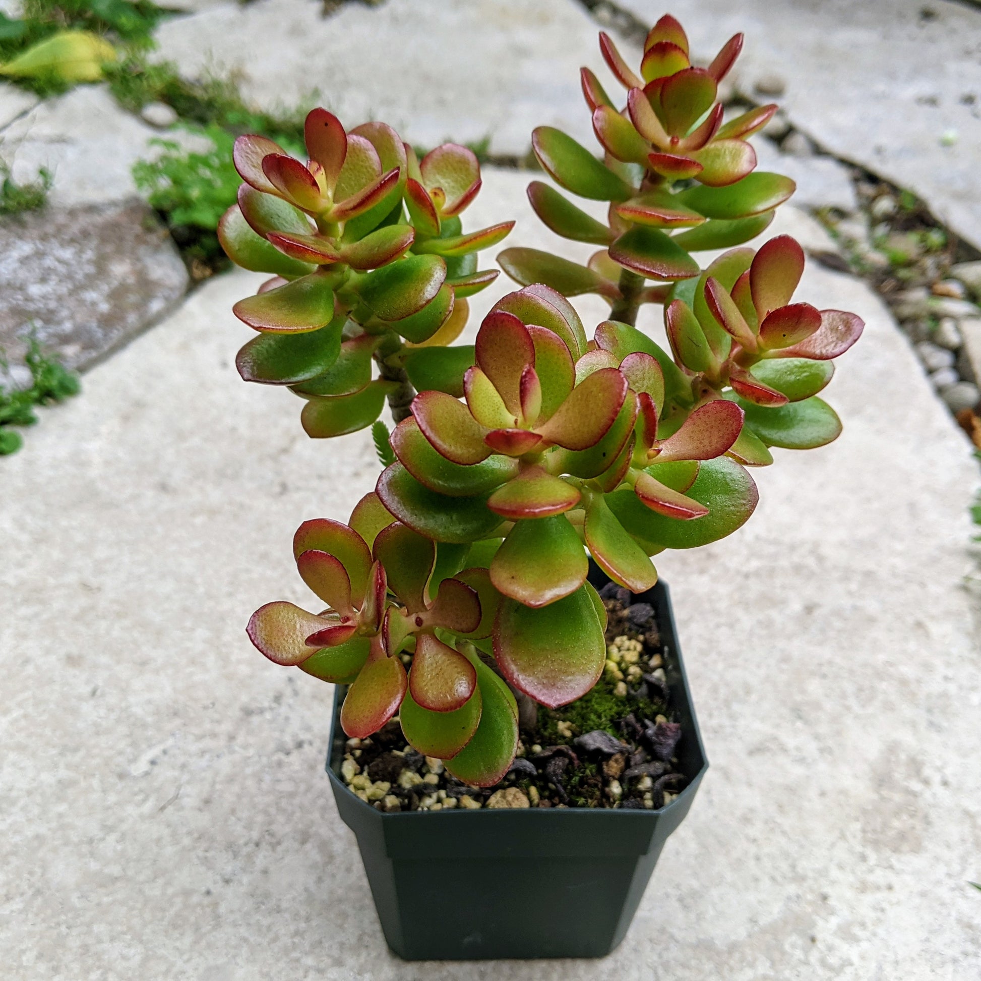 mini jade plants Crassula Ovata Minima – Miniature Jade Plant with Compact Growth – Grow Something