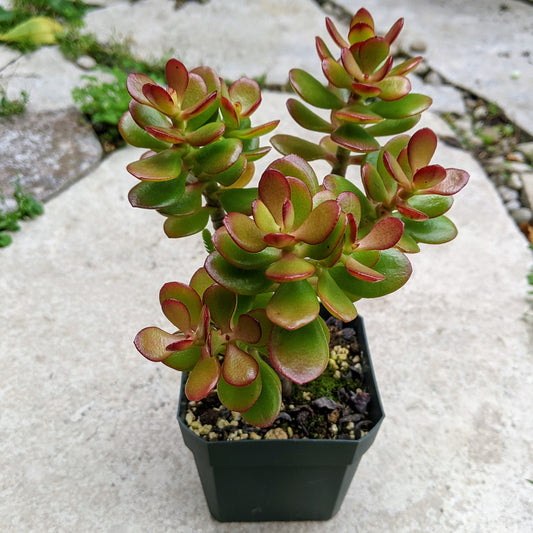Close-up of a 3.5" pot of Crassula Ovata Minima showing red-tinted leaves caused by sun stress.