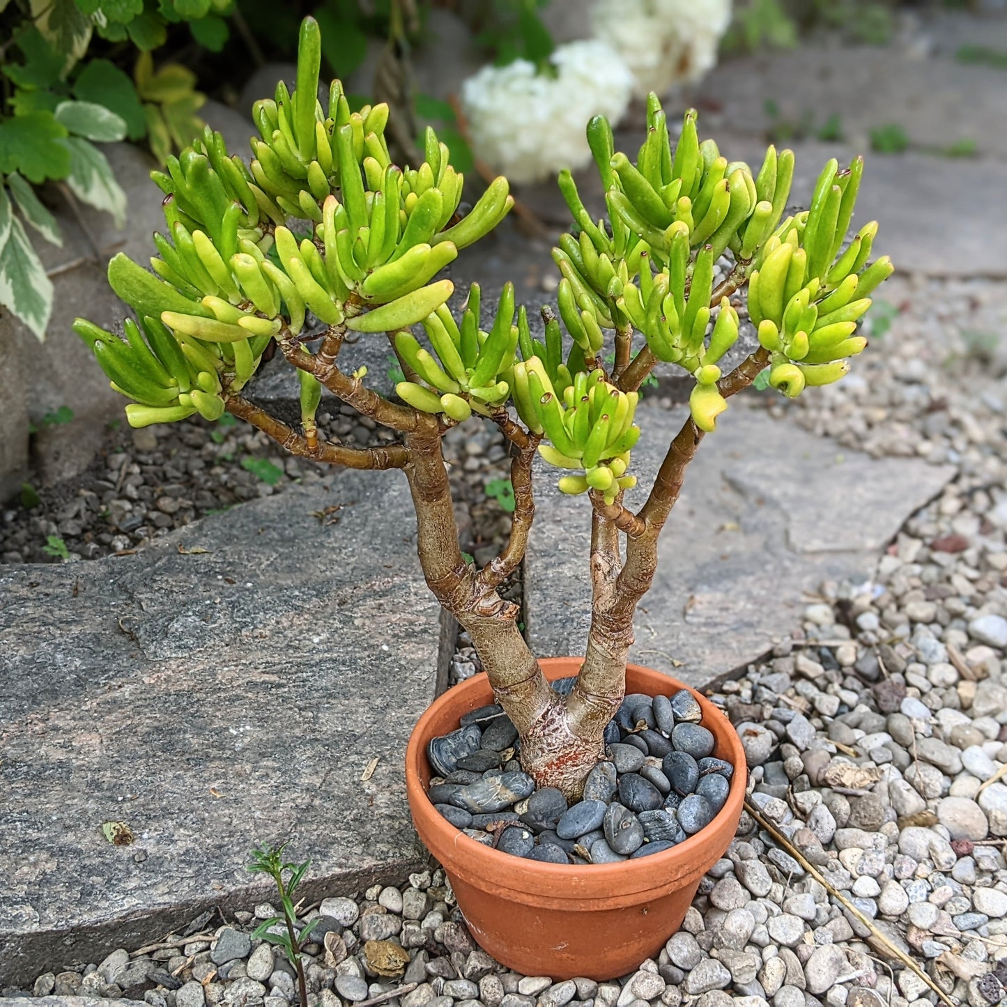 Crassula Ovata ‘Skinny Fingers'