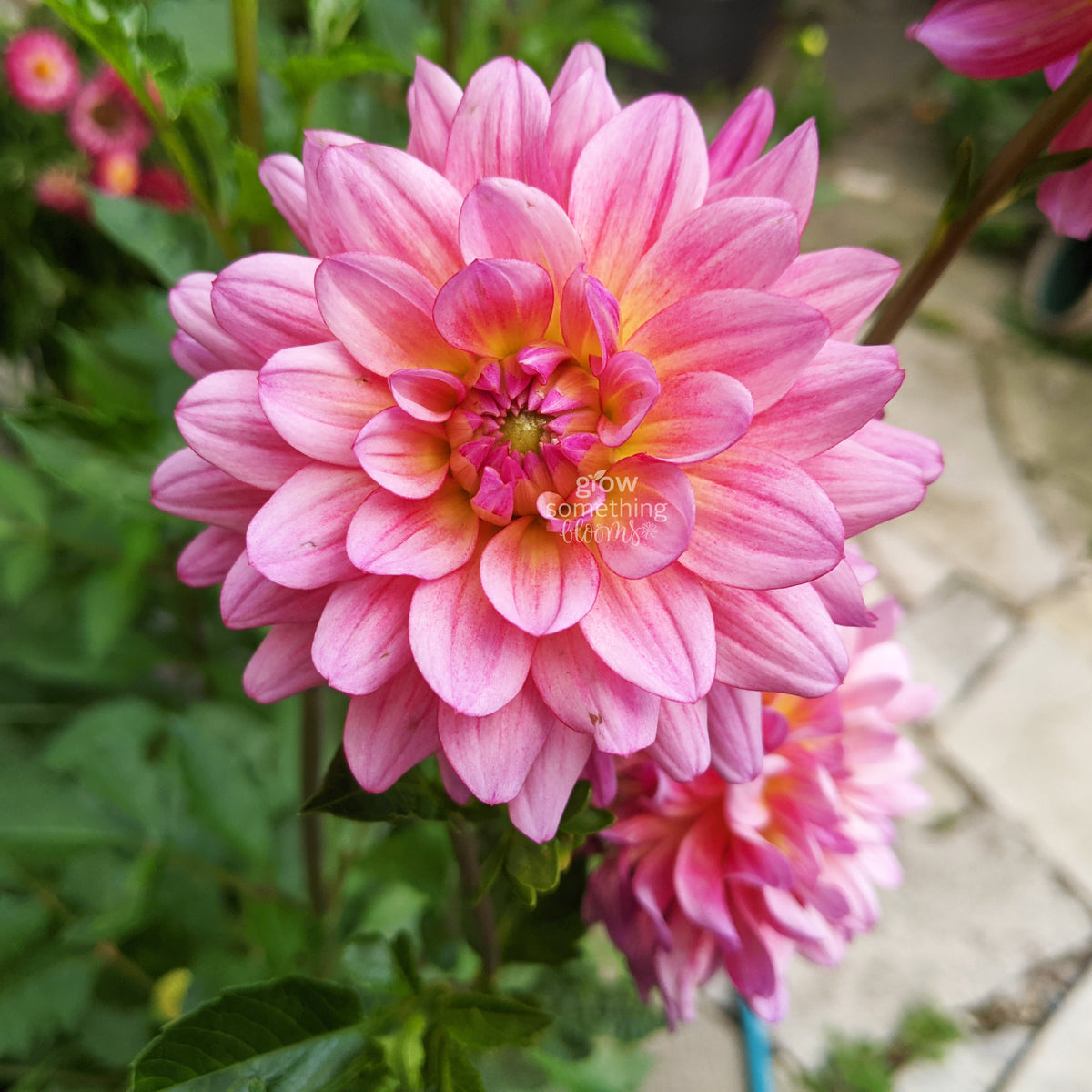 Dahlia