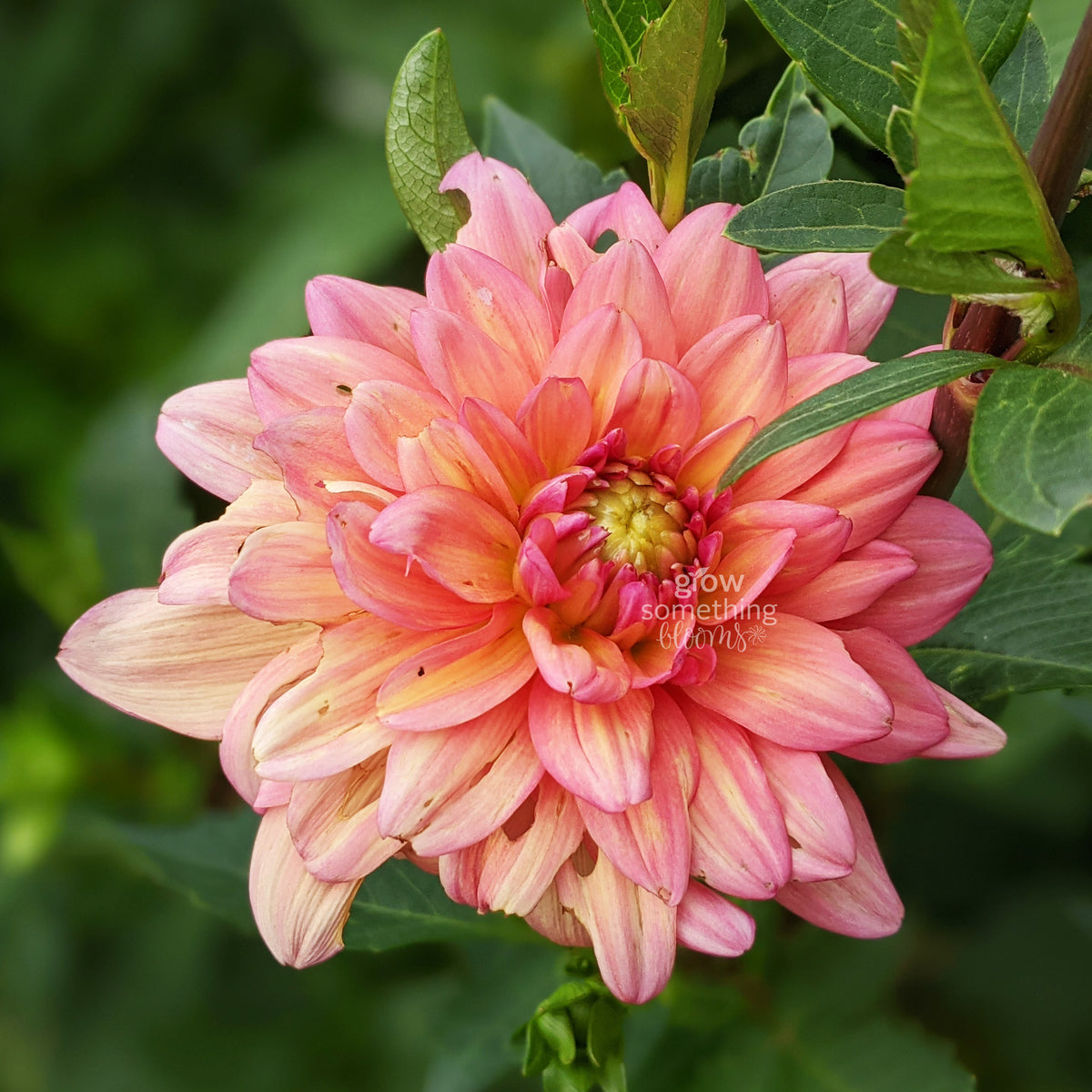 Dahlia
