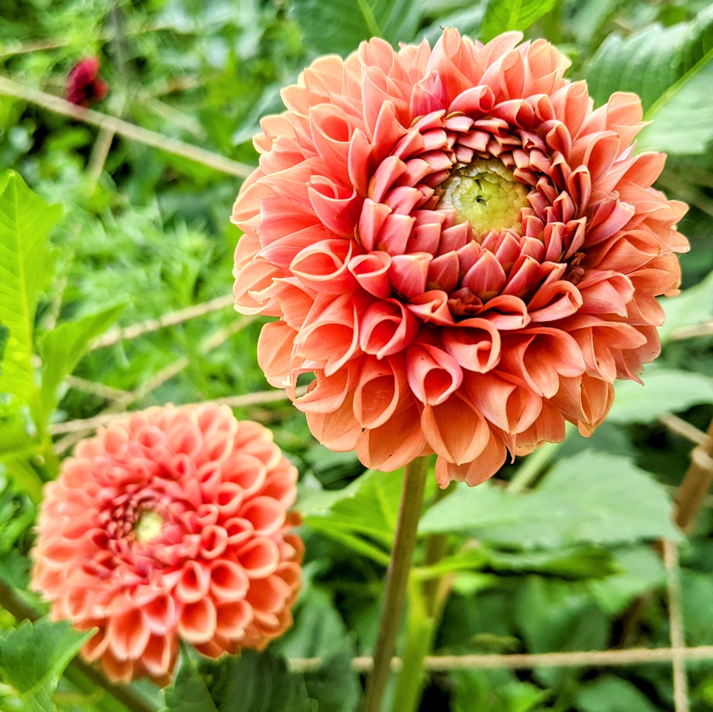 Dahlia 'Copperboy'