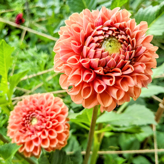 Dahlia 'Copperboy'