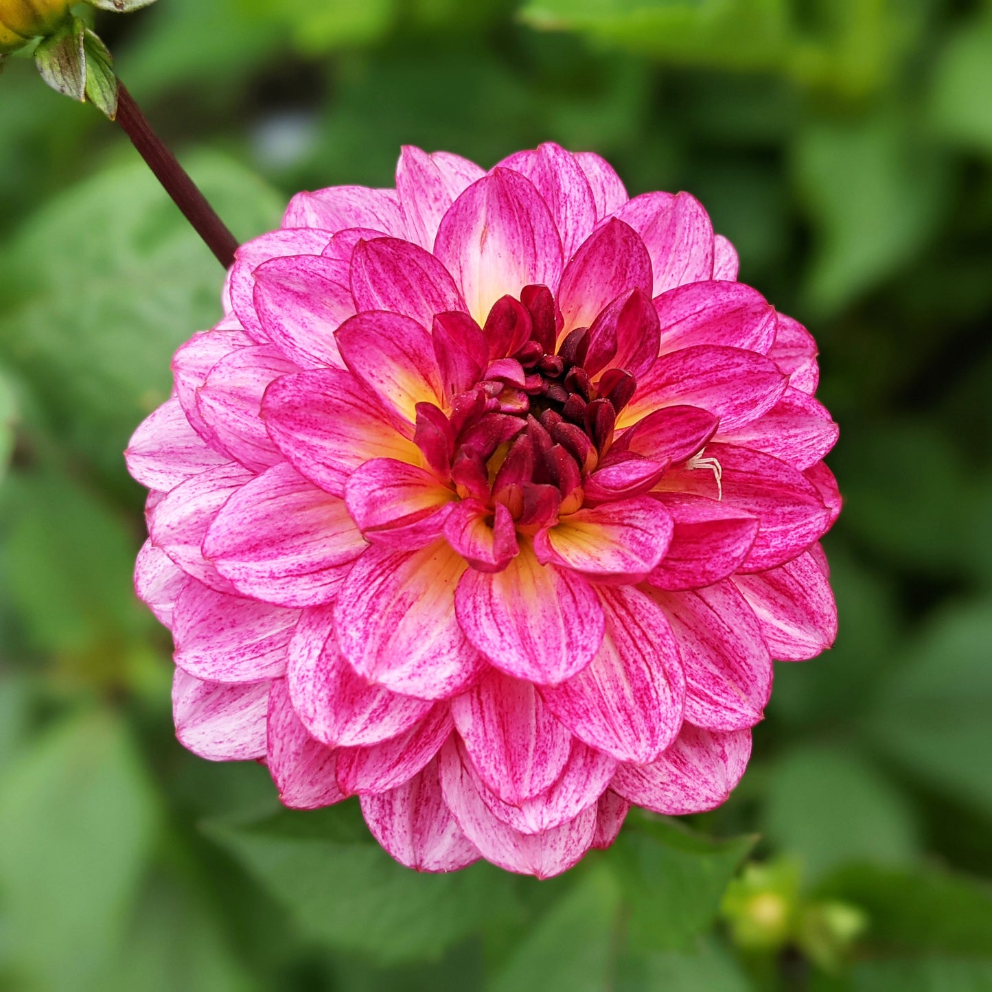 Dahlia Muchacha flower with rose-pink petals, lighter tips, and a dark burgundy centre