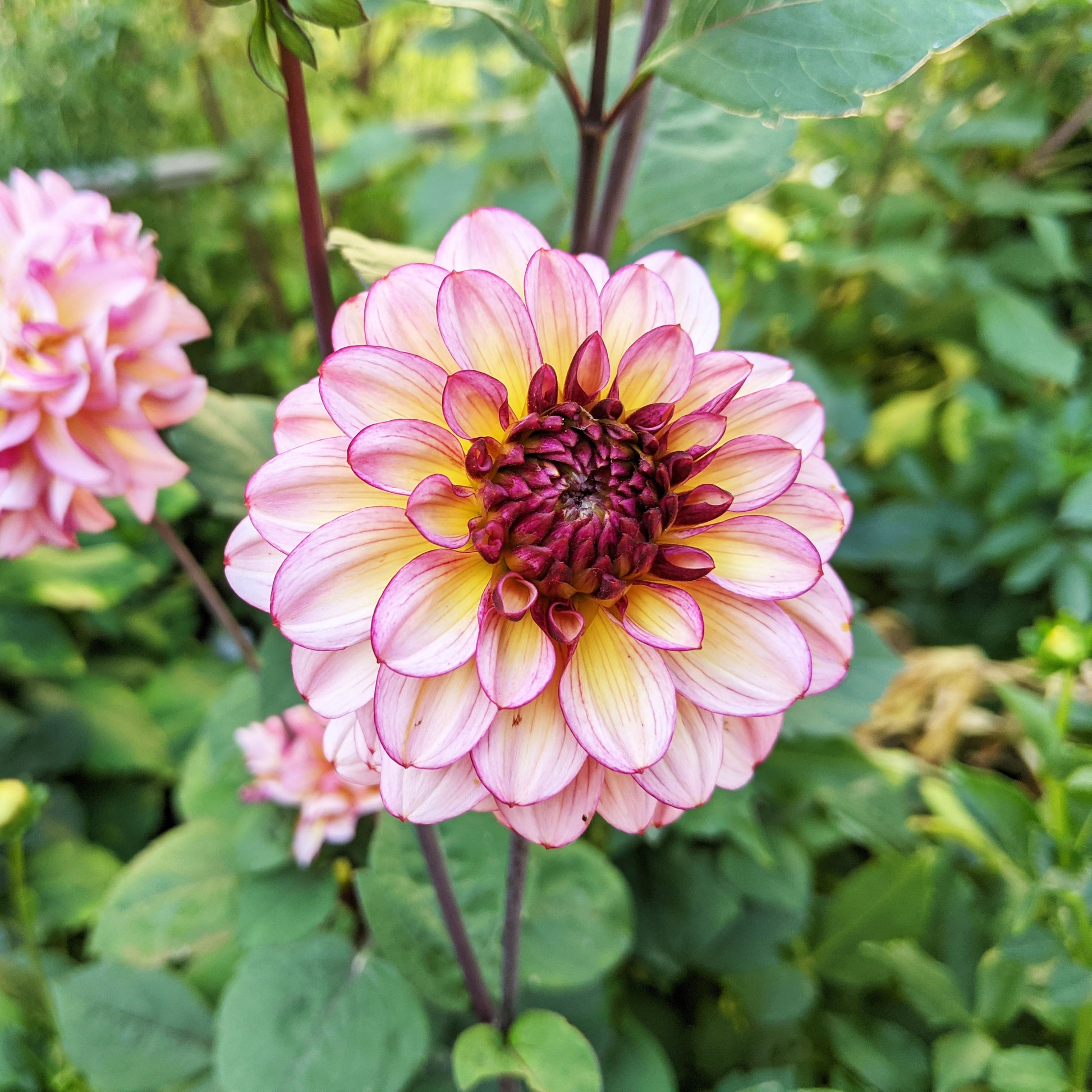 Dahlia Muchacha bloom with a gentle wash of creamy tones, rose-pink edges, and a darker burgundy centre