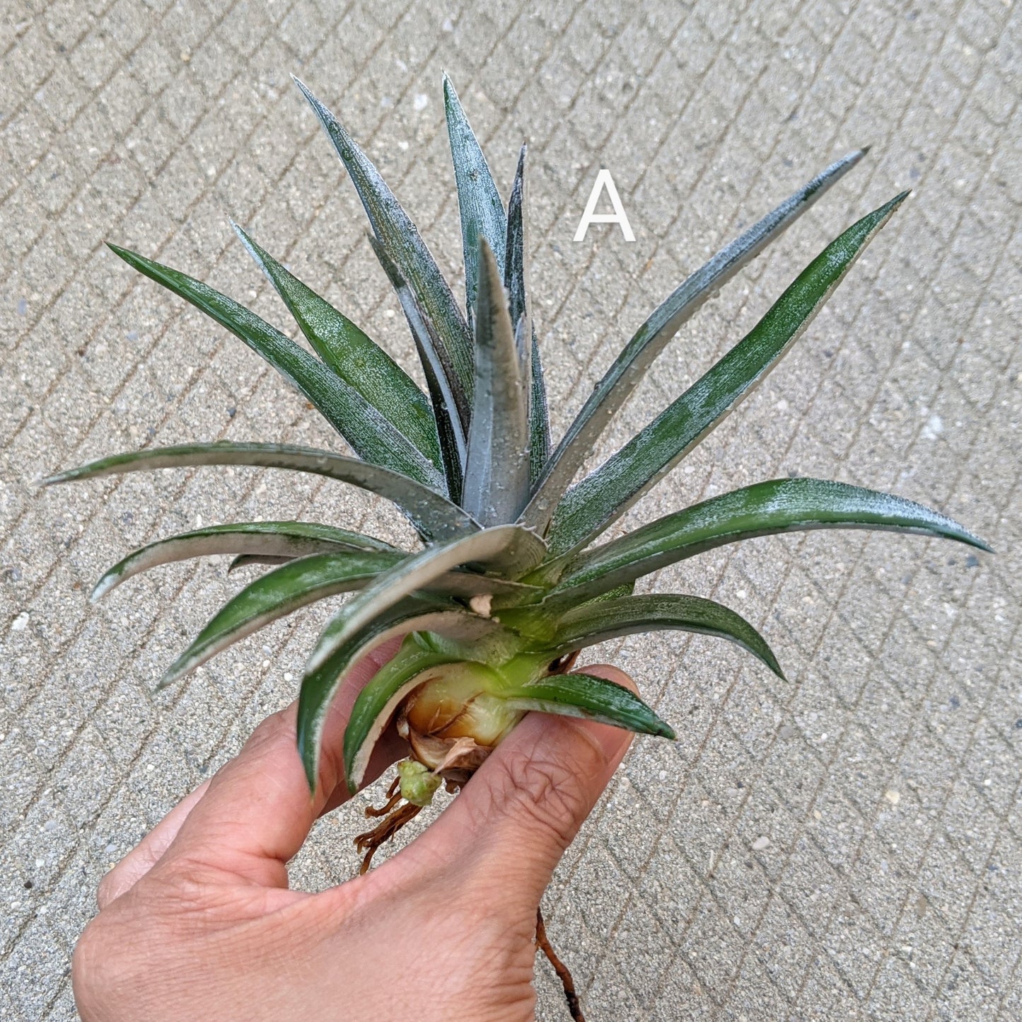 Close-up of a Dyckia 'Nickel Silver' pup with visible roots and sharp, silvery leaves, ready for planting.