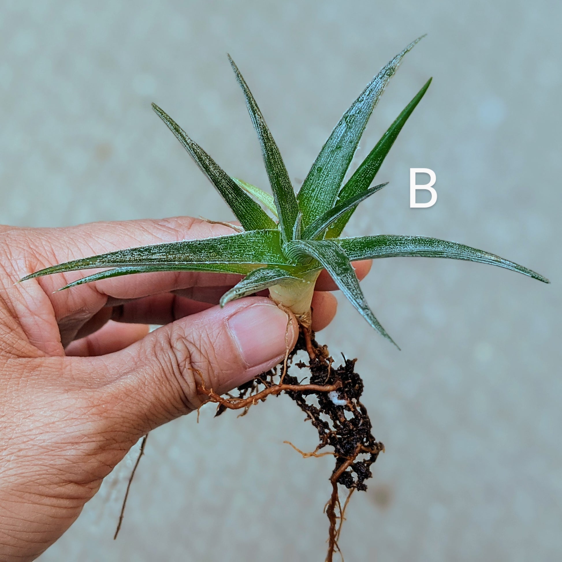 Close-up of a Dyckia 'Nickel Silver' pup with visible roots and sharp, silvery leaves, ready for planting.