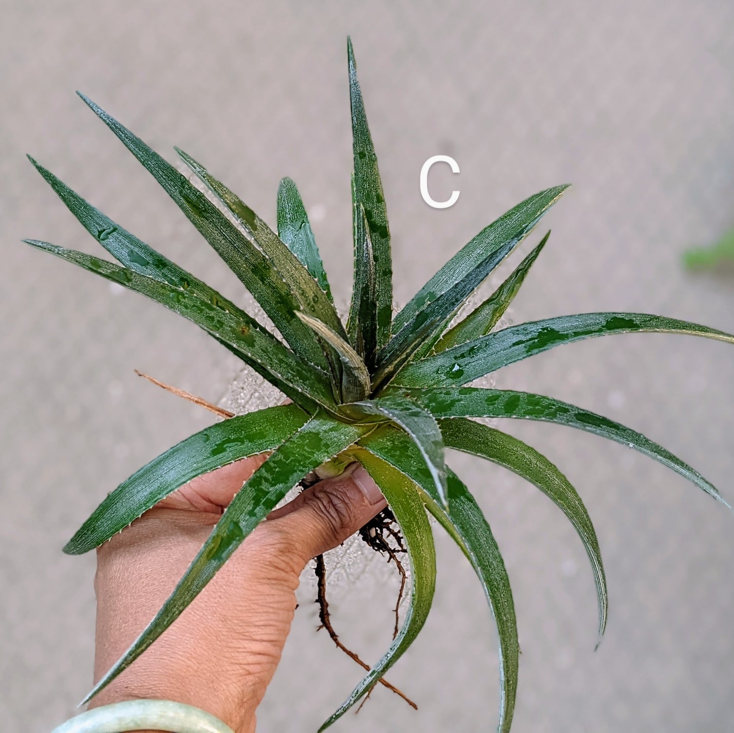 Close-up of a Dyckia 'Nickel Silver' pup with visible roots and sharp, silvery leaves, ready for planting.