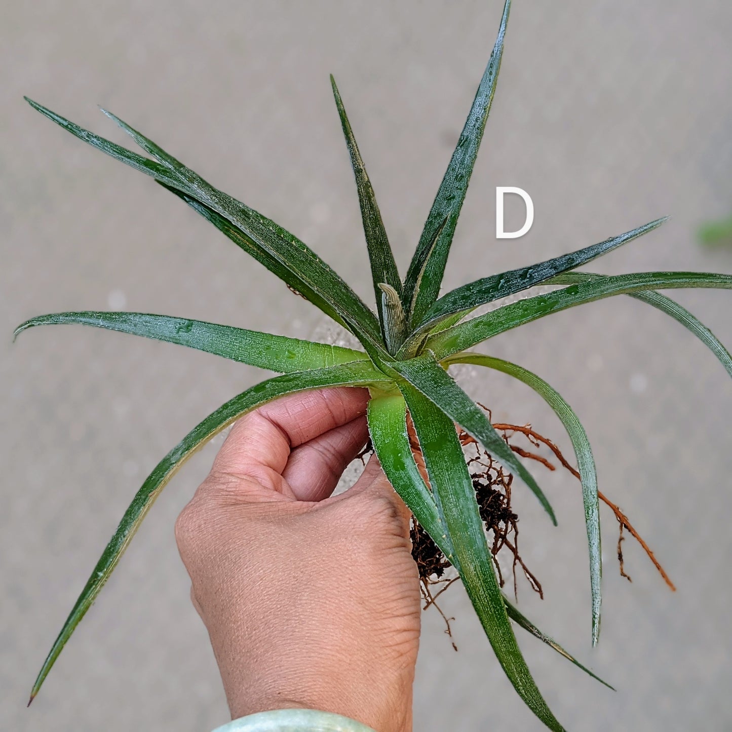 Close-up of a Dyckia 'Nickel Silver' pup with visible roots and sharp, silvery leaves, ready for planting.