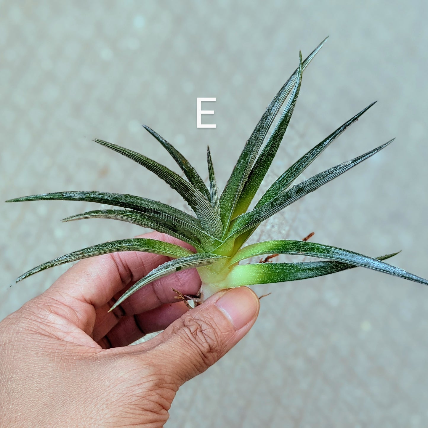 Close-up of a Dyckia 'Nickel Silver' pup with visible roots and sharp, silvery leaves, ready for planting.