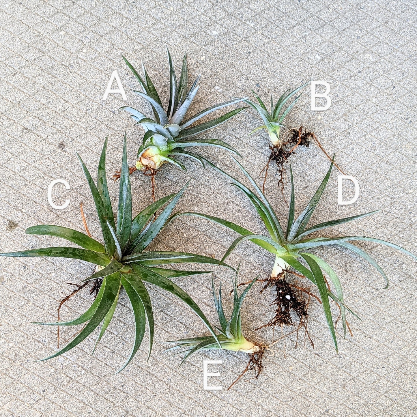 Close-up of a Dyckia 'Nickel Silver' pups showing different sizes. 