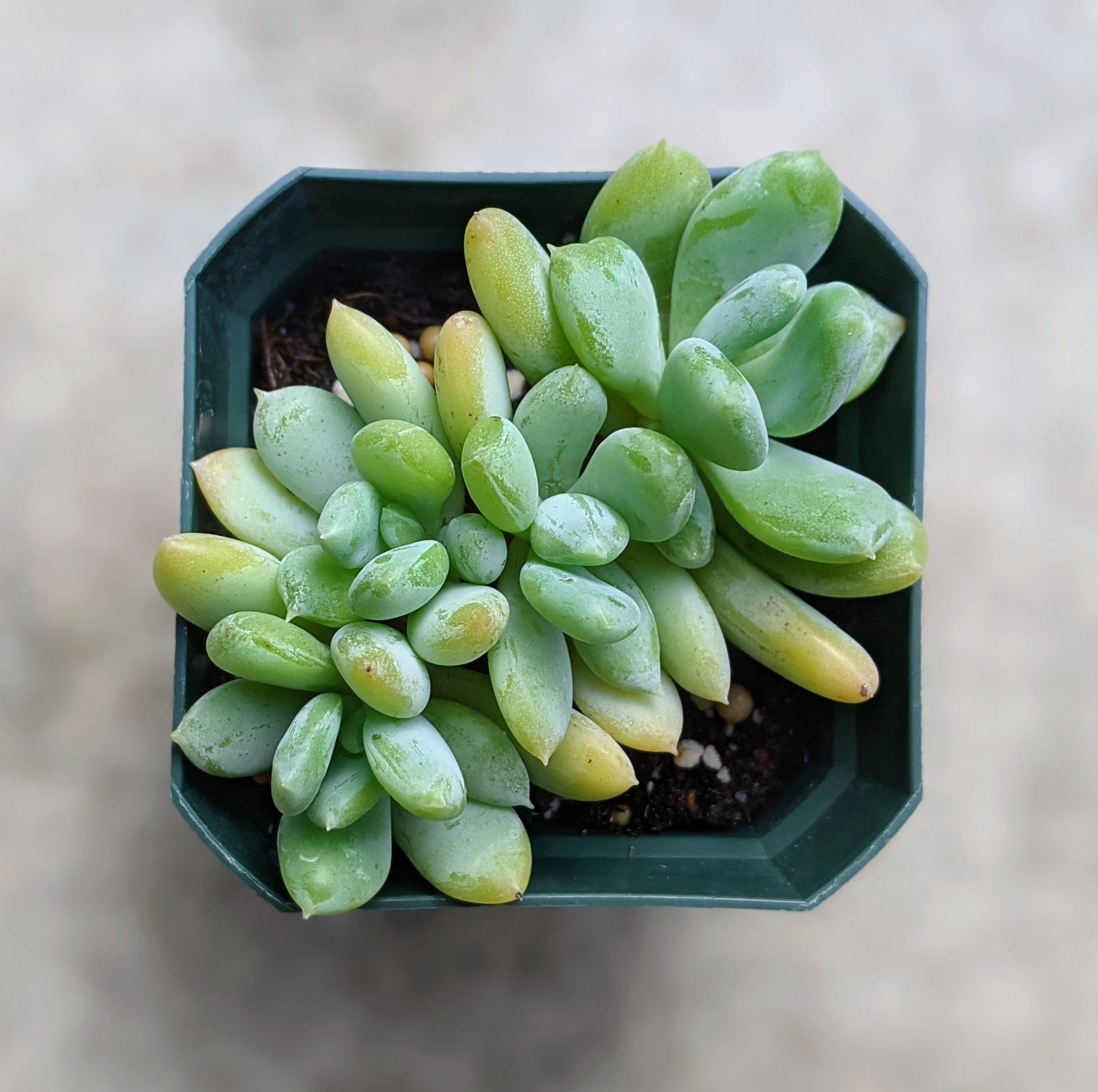 Close-up of a cluster of Echeveria 'Blue Canna,' displaying a rosette of thick, fleshy leaves in a striking blue-grey hue with a soft, powdery coating. The broad, rounded leaves form a dense, symmetrical pattern, highlighting the plant's natural beauty.